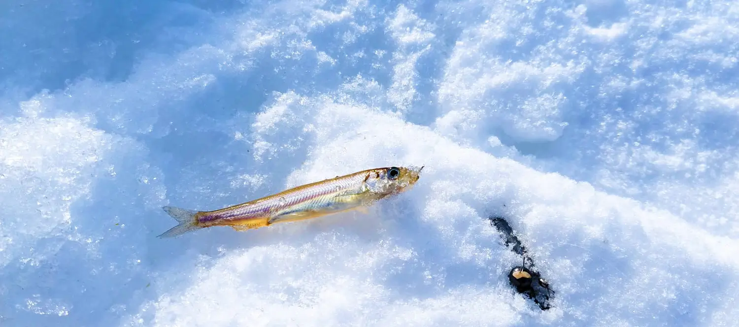 富良野・南富良野・東川のアクティビティツアー Earth Outdoor Tours